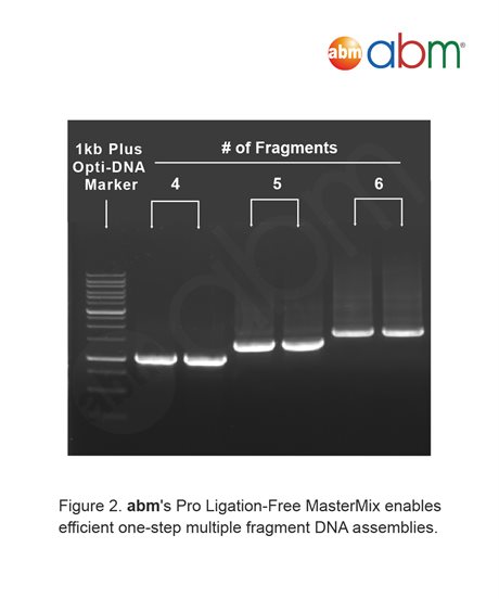 Pro Ligation-Free Cloning MasterMix