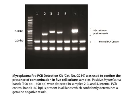 Mycoplasma Pro PCR Detection & Elimination Kit