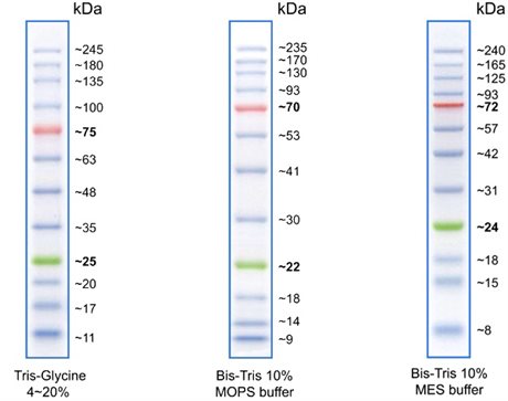 Opti-Protein XL Marker