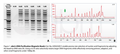 DNA Purification Magnetic Beads (25 ml)