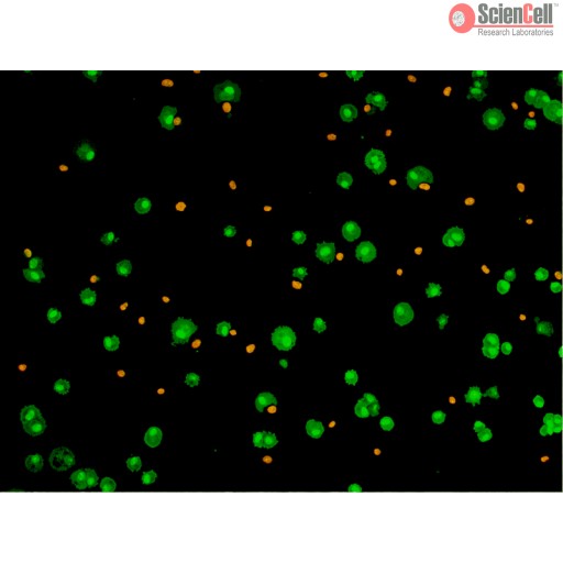 Live/Dead Staining Kit