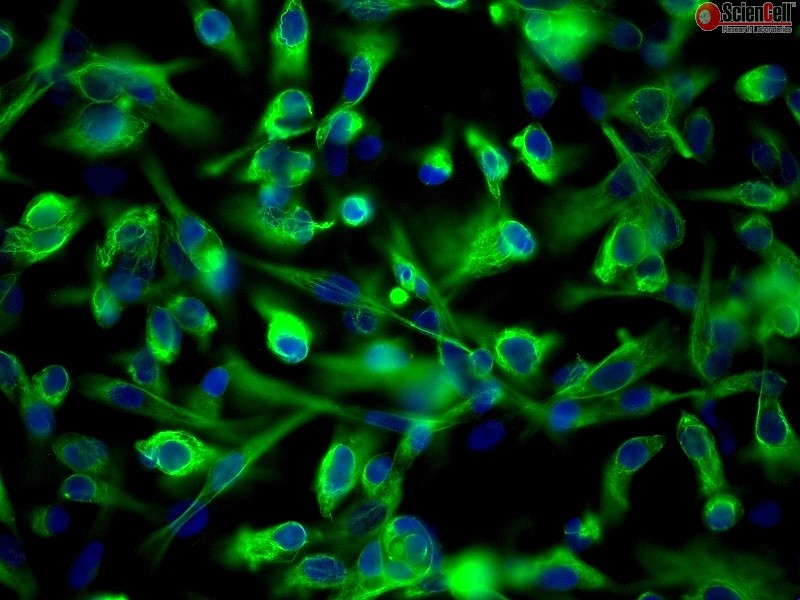 Human Renal Proximal Tubular Epithelial Cells, Passage 1, HRPTEpiC