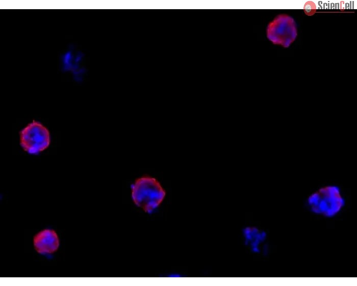 All-inclusive 3D Human Blood Brain Barrier Spheroid Formation Kit