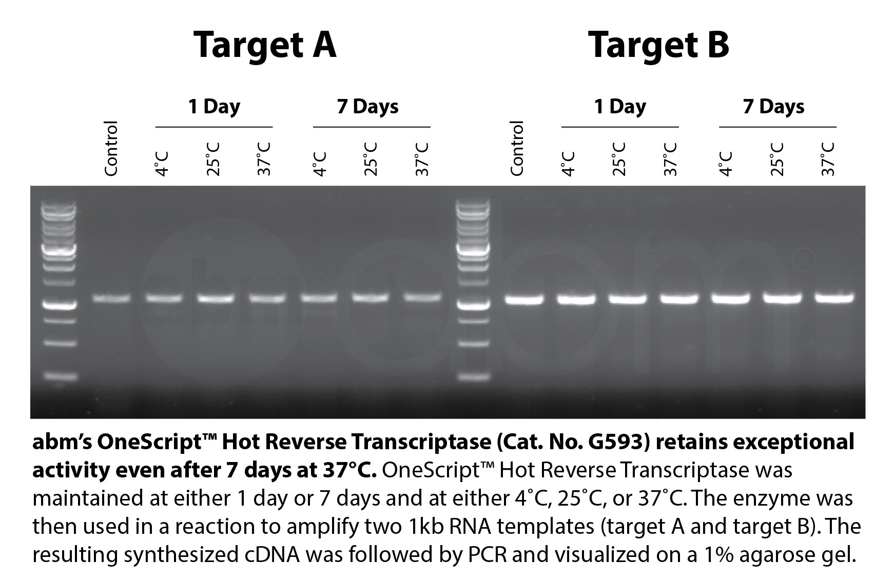 RScript Hot Reverse Transcriptase