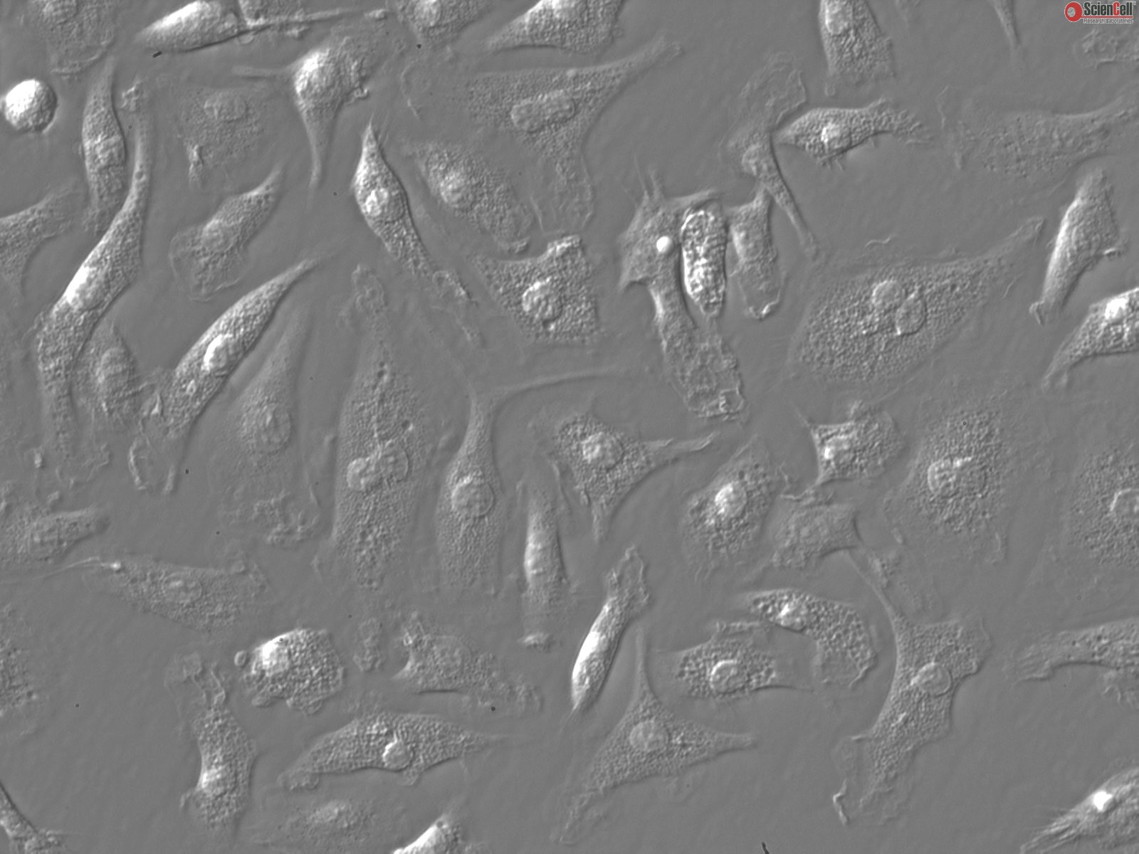 Mouse Macrophages from C57BL/6