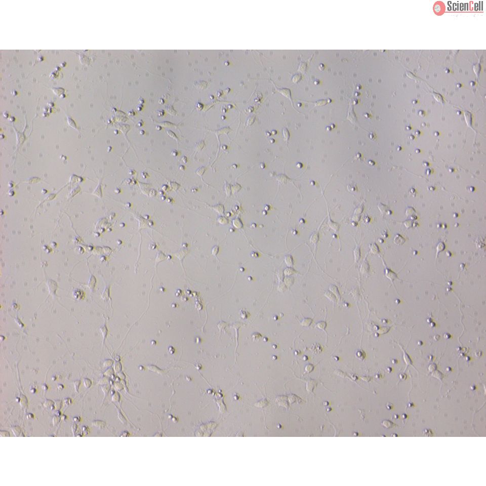 Mouse Neurons-forebrain