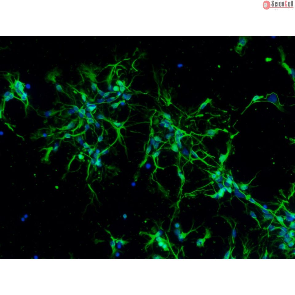 Mouse Neurons-midbrain from C57BL/6