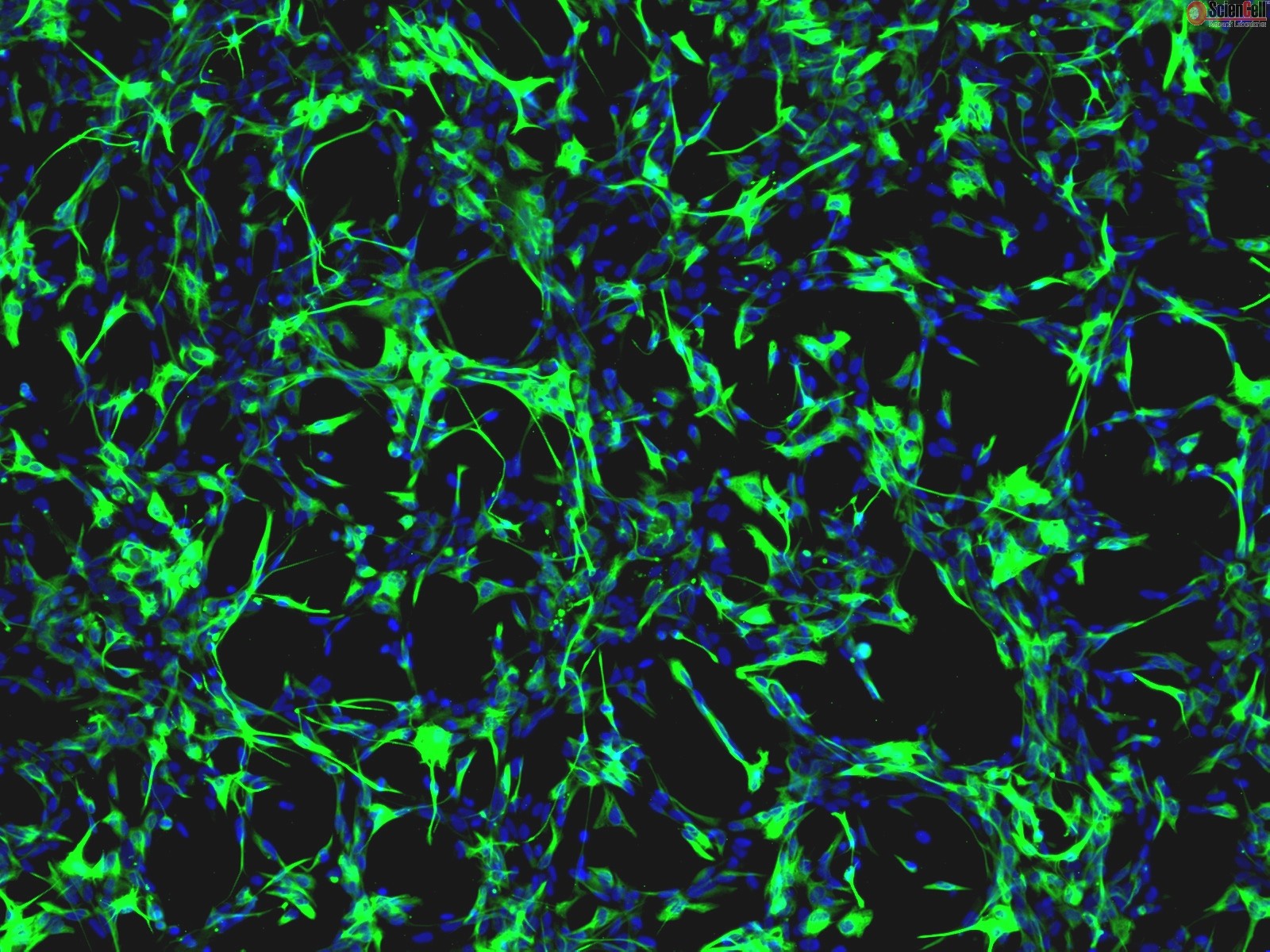 Rat Astrocytes