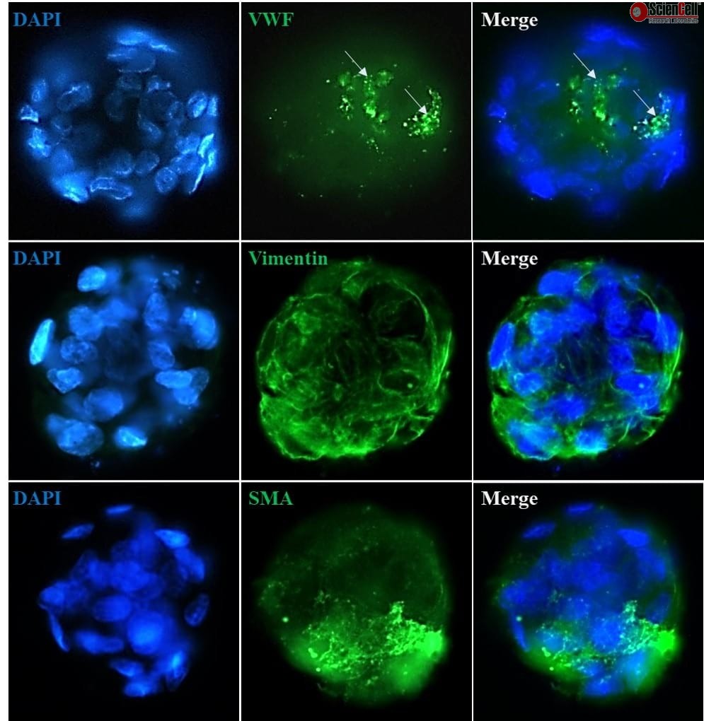 3D Culture of Hepatic StellateEndothelial Cell Spheroids, 24well plate