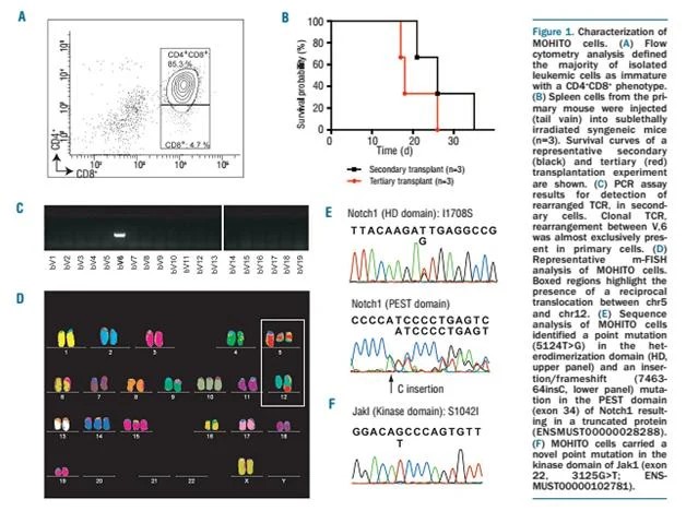 Immortalized Mouse CD4+ CD8+ T Cells (MOHITO)