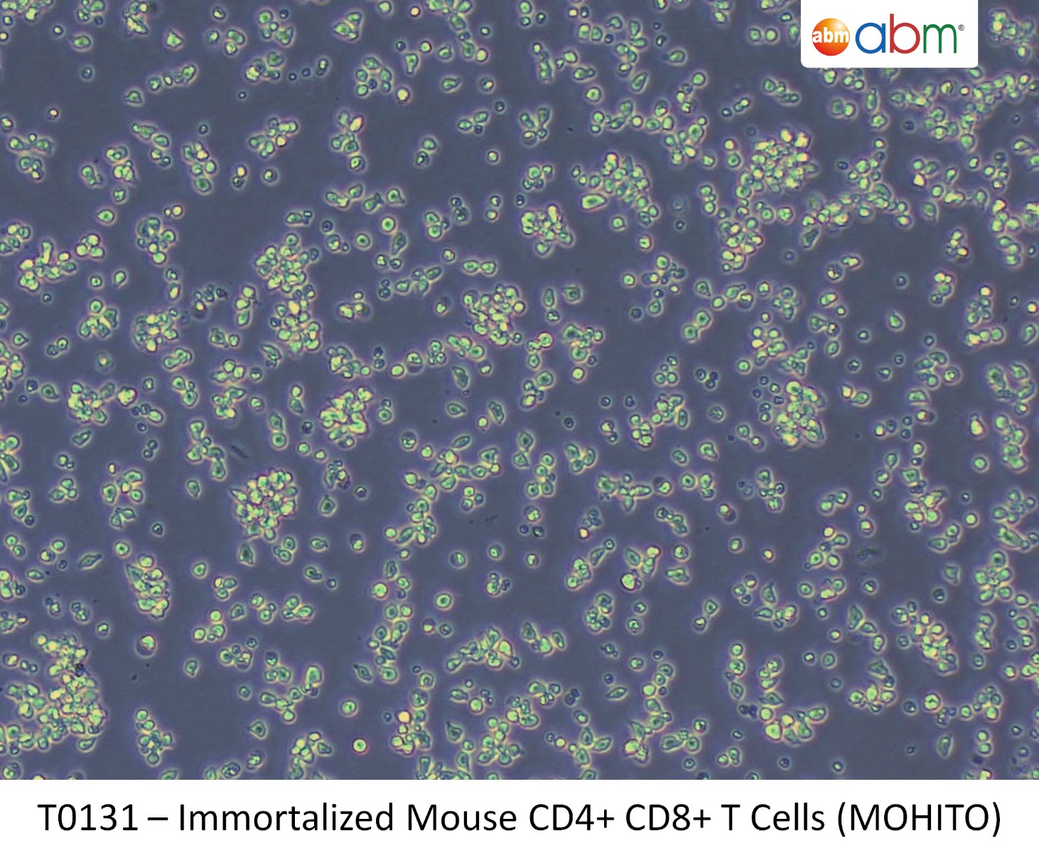 Immortalized Mouse CD4+ CD8+ T Cells (MOHITO)