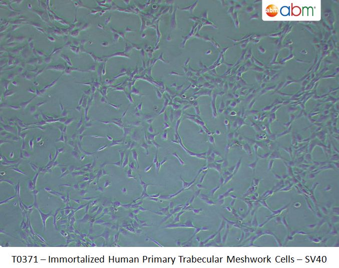 Immortalized Human Primary Trabecular Meshwork Cells - SV40