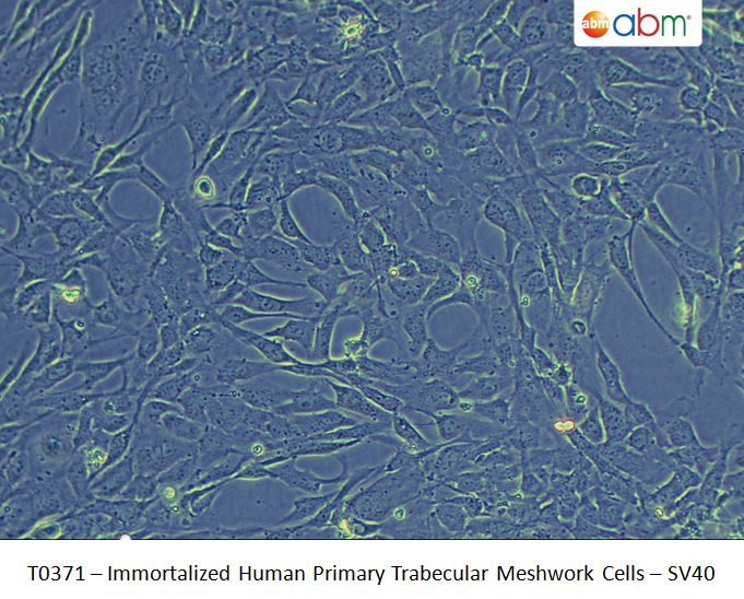 Immortalized Human Primary Trabecular Meshwork Cells - SV40