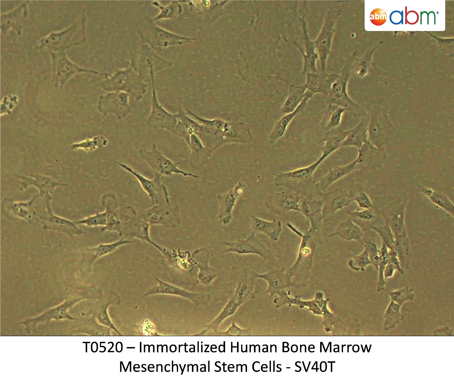 Immortalized Human Bone Marrow Mesenchymal Stem Cells SV40