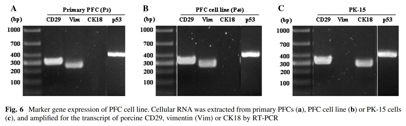 Immortalized Porcine Fibroblast Cells (PFC)