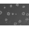 All-inclusive 3D Human Hepatic Stellate Cell Monoculture Spheroid Formation Kit