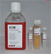 Human Endothelial Cell Medium-basal, 2 x 500 ml