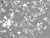 Human Cerebellar Granule Cells (HCGC), Passage 0