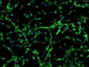 Human Scalp Fibroblasts-fetal