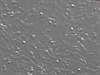Human Scalp Fibroblasts-fetal