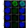 All-inclusive 3D Human Hepatic Stellate Cell Monoculture Spheroid Formation Kit