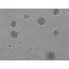 All-Inclusive 3D Human Hepatic Stellate-Endothelial Cell Spheroid Formation Kit
