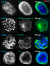 All-inclusive 3D Rat Blood Brain Barrier Spheroid Formation Kit