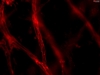 3D Endothelial–Pericyte Coculturing Kit