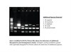 Mycoplasma Pro PCR Detection Kit