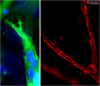 3D Gel Staining Prep Kit