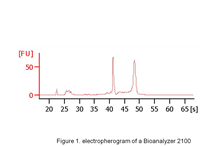 Total RNA Human B Lymphocytes, 1 µg