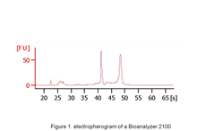 Total RNA Pooled Human PBMC, DNA-free RNA, multi-donors