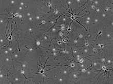 Mouse Neurons-spinal cord from CD1
