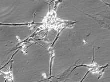 Mouse Neurons-spinal cord from CD1