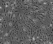 Mouse Perineurial Fibroblasts from CD1