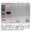 Kodaq 2X PCR MasterMix