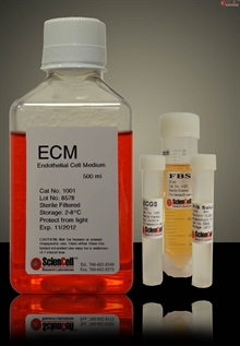 Glutamine Free Human Endothelial Cell Medium-complete, 2x 500 ml