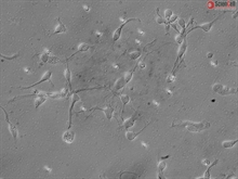 Human Neurons-brain stem, HN-bs, Passage 0