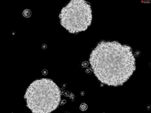 Human Oligodendrocyte Precursor Cell-oligospheres HOPC-os