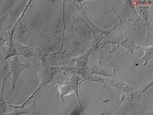 Human Astrocytes-brain stem, GFAP+, Passage 1