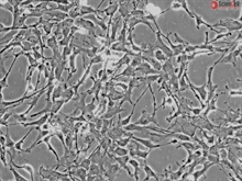 Human Primary Astrocytes, midbrain, Mesencephalon, GFAP+, Passage 1