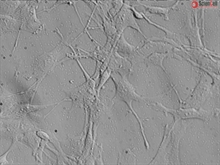 Human Primary Astrocytes, midbrain, Mesencephalon, GFAP+, Passage 1