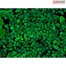 Human Epidermal Keratinocytes-neonatal