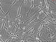 Human Hair Germinal Matrix Cells, Passage 1