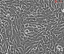Human Gastric Smooth Muscle Cells, Passage 1