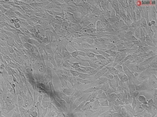 Human Gastric Smooth Muscle Cells, Passage 1