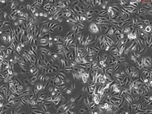 Human Leydig Cells (HLC), Passage 1