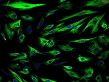 Human Amniotic Epithelial Cells, Passage 1