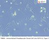 Immortalized Preadipocyte Clonal Cell Line SCF3-11; Type 2