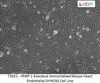 PARP-1 Knockout Immortalized Mouse Heart Endothelial (HYKO6) Cell Line